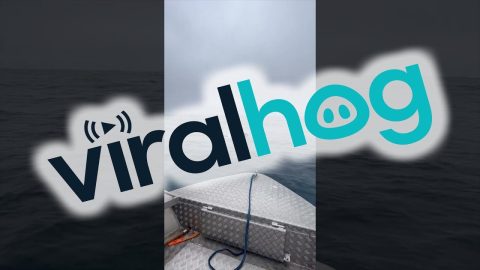 Porpoise Encounter Was Not On Purpose || ViralHog