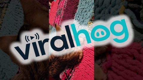 Kitten Helps With The Knittin' || ViralHog