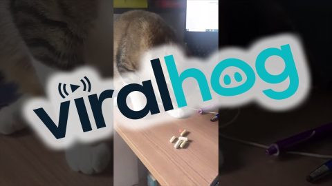 Joao Pedro the Cat Paws Pills Off Desk || ViralHog