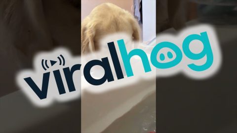 Golden Retriever Wants to Play Ball While Mom Takes a Bath || ViralHog