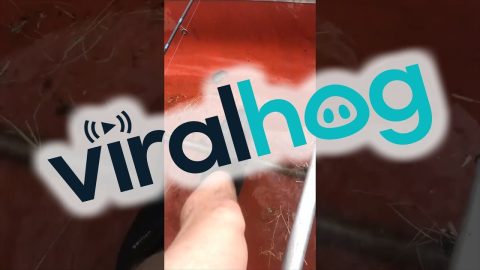 Mouse Accepts Man's Invitation || ViralHog