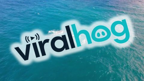 Humpback Whales Splash Together || ViralHog