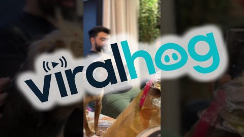 Yorkshire Terrier Watches Phone Videos || ViralHog