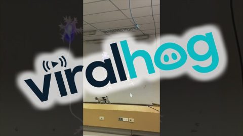 Kitty Participates In Class || ViralHog