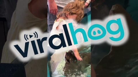 3-Year-Old Petting Cownose Rays || ViralHog