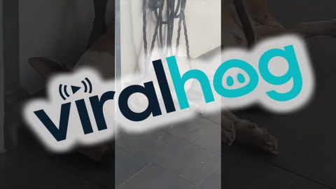 Bull Terrier Takes a Nap in Tangled Hose || ViralHog