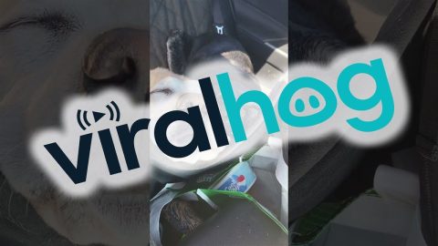 They Always Seem to End Up Like This on Long Car Rides || ViralHog