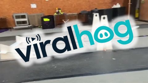 Koda The Dog Does An Agility Exercise || ViralHog