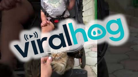 Kitty Plays With Baby in Stroller || ViralHog