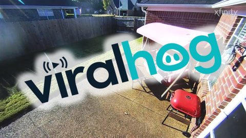 Man Falls Through Swing || ViralHog