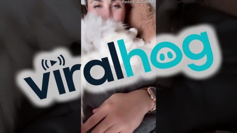 This Is Not Cat, This Is Baby || ViralHog