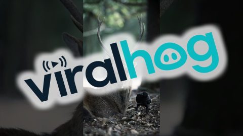 Bird Climbs On Top of Deer || ViralHog