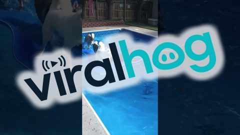 Dogs Play On The Floating Mat || ViralHog