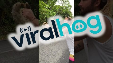 Saving a Sloth From a High Traffic Area || ViralHog
