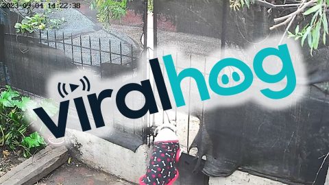 Pup Pulls Privacy Mesh Off Fence || ViralHog