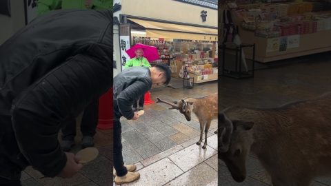 Japanese Deer Bows Before Cakes || ViralHog