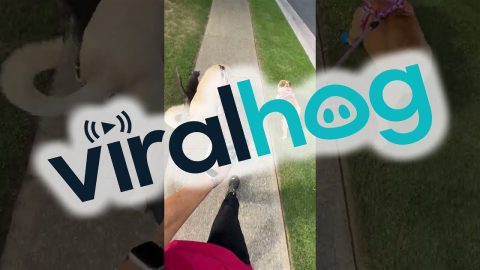 Cat Joins Dogs On A Walk || ViralHog