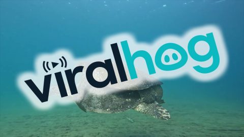 Carpooling in the Galapagos || ViralHog