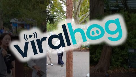 Squirrels Draw a Crowd at Saint Louis Zoo || ViralHog