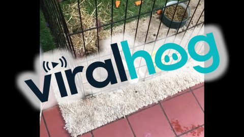 Bunny Doesn't Abide By Fencing Laws || ViralHog