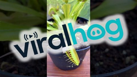 Venus Flytrap vs. Crafty Lizard || ViralHog