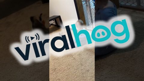 New Cat And New Human Play Together || ViralHog