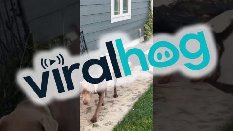 Puppies Play With Friendly Raccoon || ViralHog