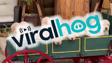 Wagon Full Of Golden Puppies || ViralHog