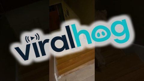 Dog Backs Up The Stairs || ViralHog