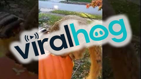 Squirrel Caught in the Act Stealing From Jack-O-Lantern on Halloween || ViralHog