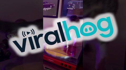 Kitten Fascinated by Record Player || ViralHog