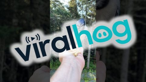 Woman Hand-Feeds Wild Blue Jay || ViralHog