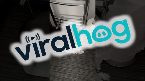 Naughty Rabbit Caught Destroying Toilet Paper Rolls || ViralHog