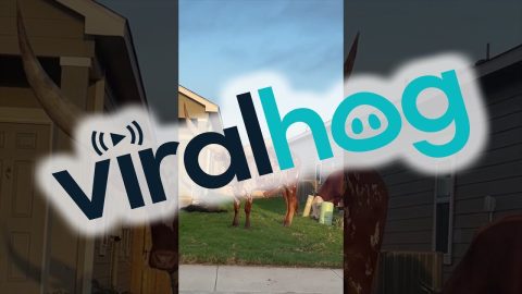 Longhorn on Front Lawn || ViralHog