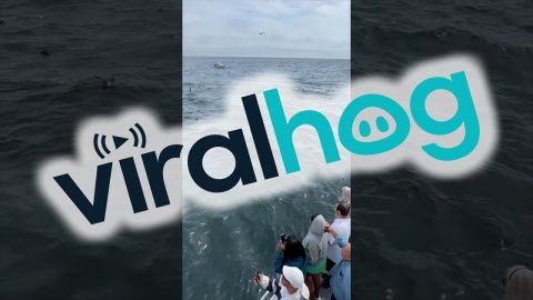 Massive Group of Whales Feeding Off the Coast of Cape Cod || ViralHog