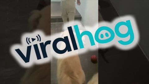 Golden Retriever Bring Puppy For A Walk || ViralHog