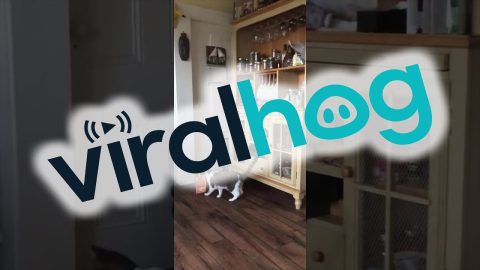 A Cat Who Knows What She Wants || ViralHog