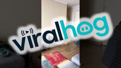 Dachshund Causes Drama When Left Alone || ViralHog