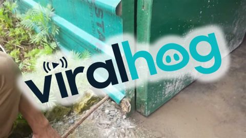 Helping A Frog Trapped In Siding || ViralHog