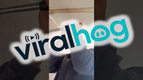 This Nail Is A Little Stuck || ViralHog