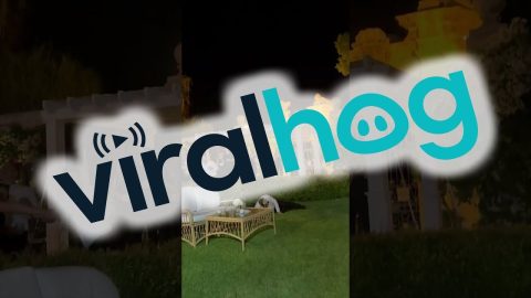 Wedding Guest Falls Backward Over Hedge || ViralHog