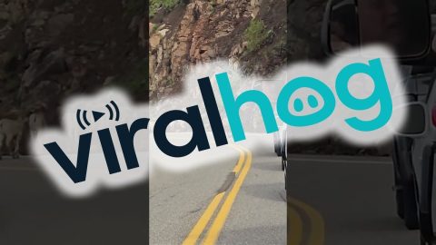 Ram Herd Blocks Traffic in Yellowstone National Park || ViralHog