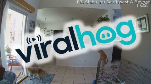 Naughty Nelly Escapes Her Fence || ViralHog