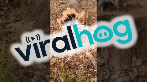 Tree Sawed Down After Dog Gets Stuck Inside || ViralHog