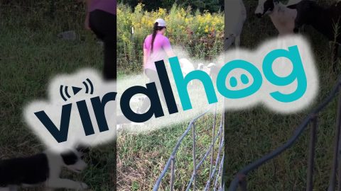 Border Collie Puppies Display Early Herding Instincts || ViralHog