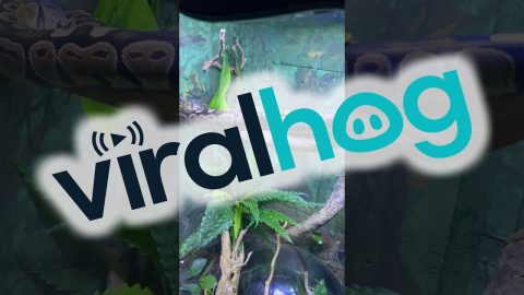 Python Flops Off Branch || ViralHog