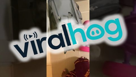 Kitty Suddenly Jumps Straight at the Camera || ViralHog
