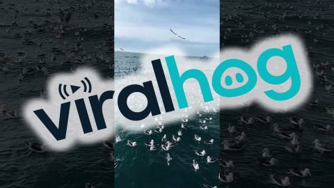 A Sea of Albatross || ViralHog
