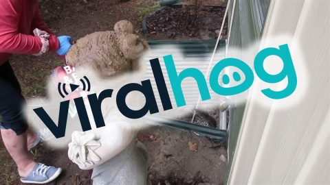 Woman Rescues Squirrel From Egress Window || ViralHog