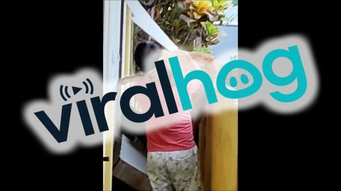 Dog Is Afraid Of Heights || ViralHog